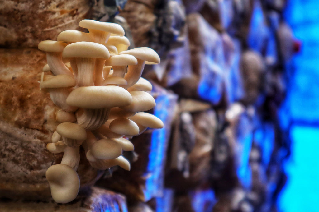Is mushroom growing easy with oyster mushrooms?