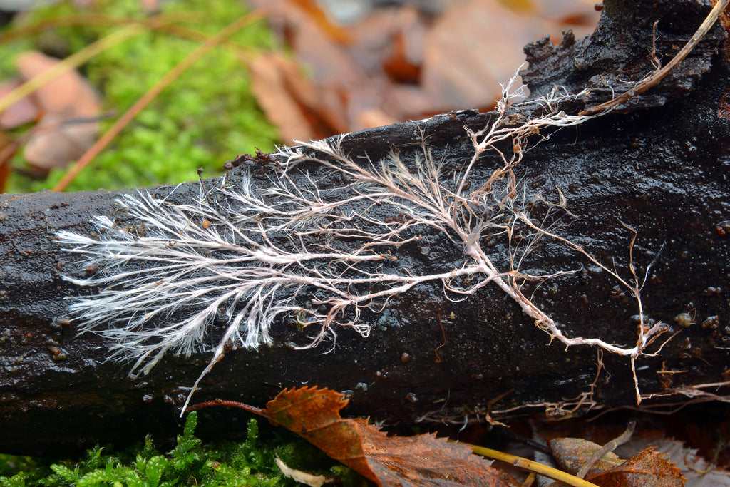 mushroom mycelium growing on a log