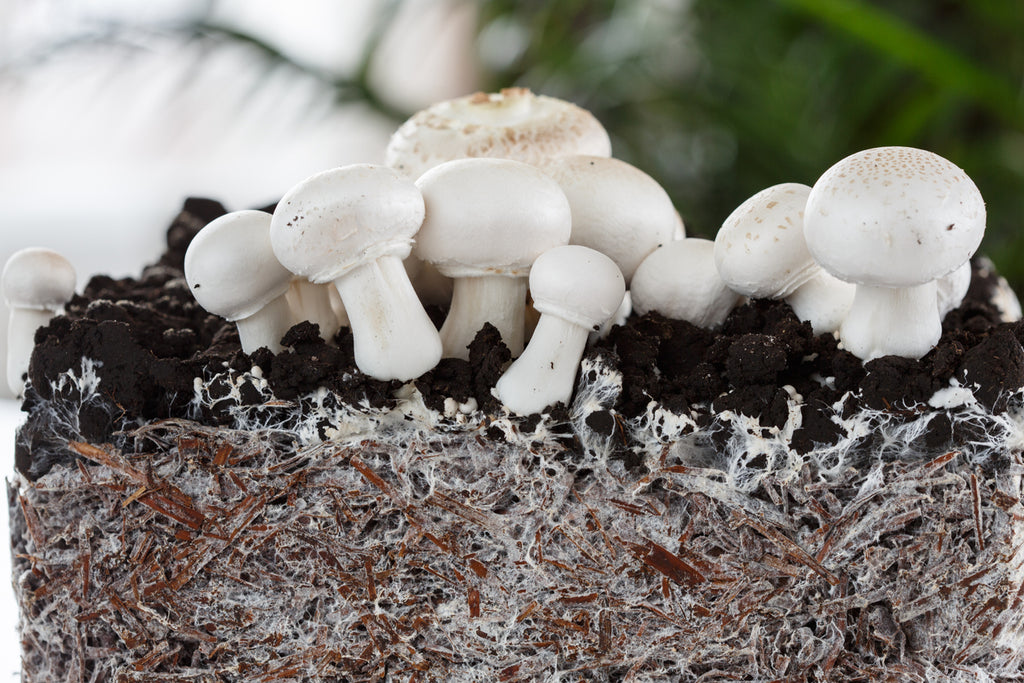 Is mushroom farming easy and good for the environment?