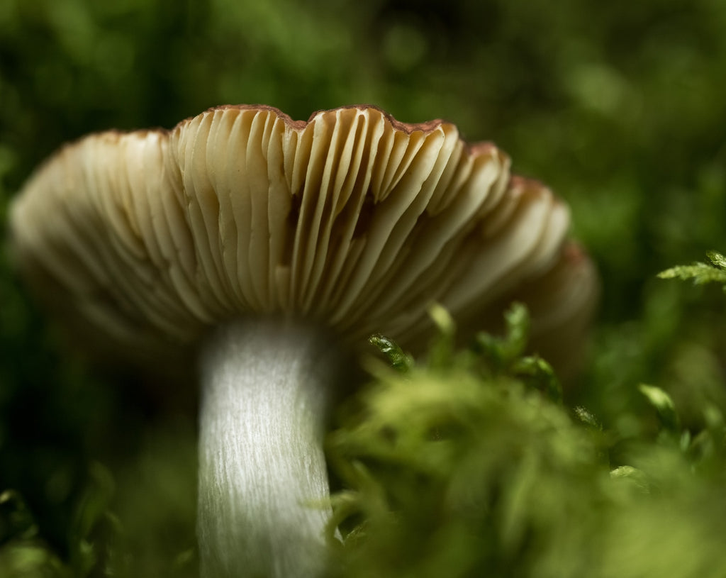 wild fruitbody in the mushroom lifecycle