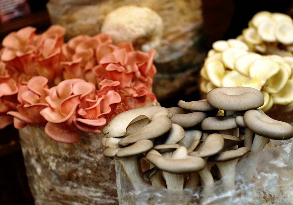 several species from indoor mushroom growing