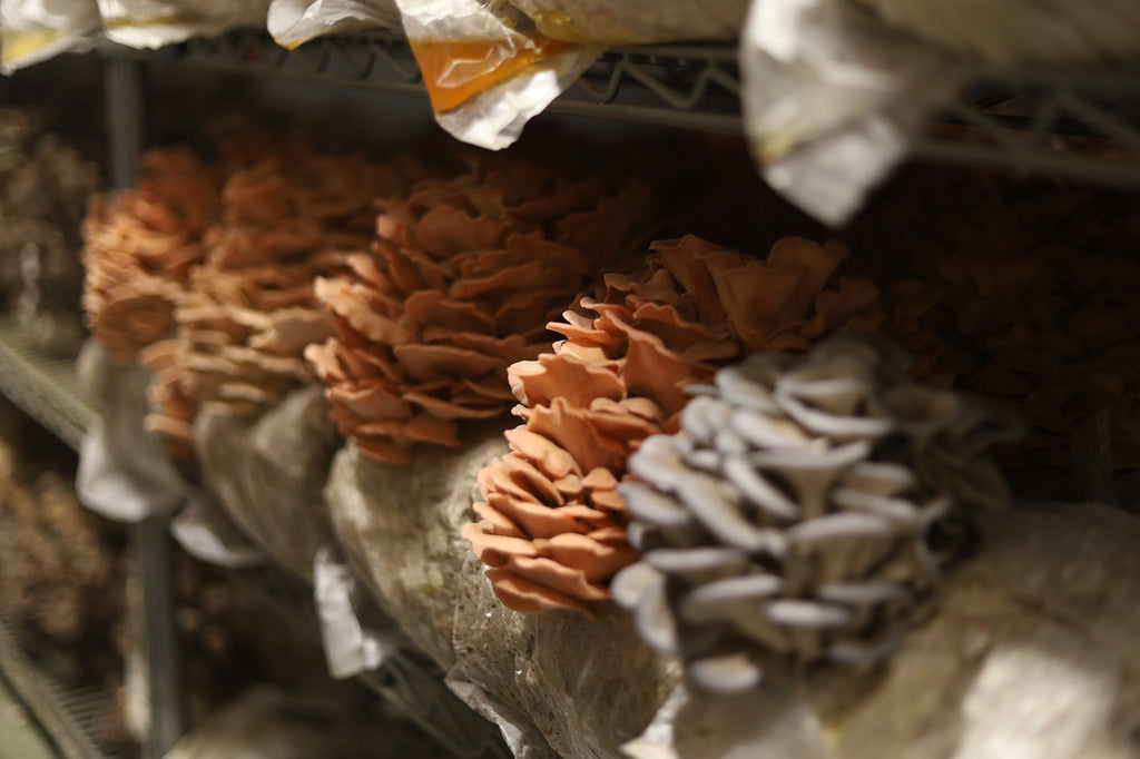 mushroom mycelium used in mushroom cultivation