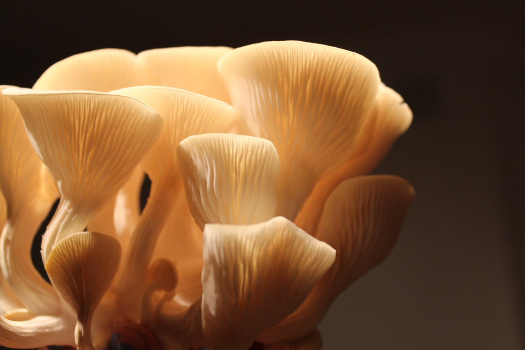 oyster mushrooms are the easiest mushroom to grow.