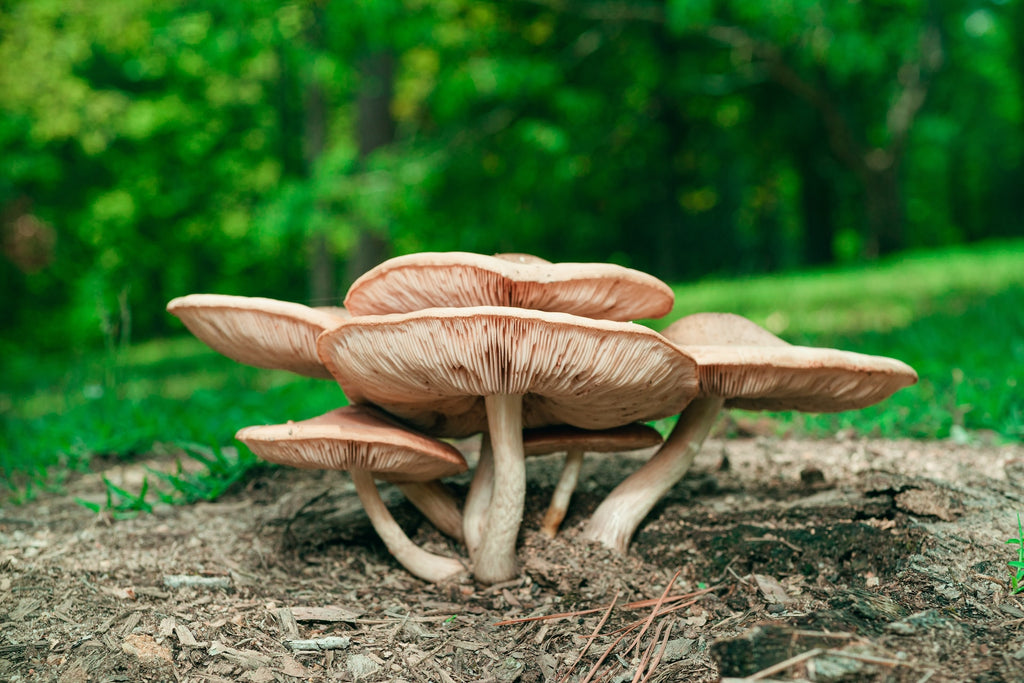 Mature mushrooms in the mushroom lifecycle