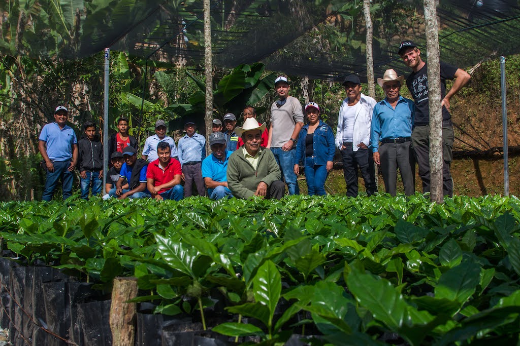 Coffee Farmers of Sierra Mazateca, Oaxaco Mexico, Raw Material