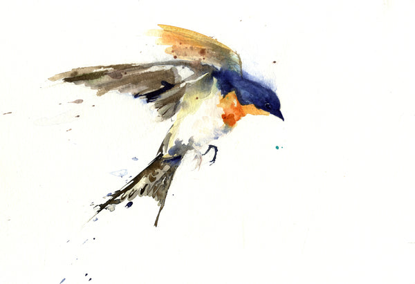  Swallow  limited  edition  print