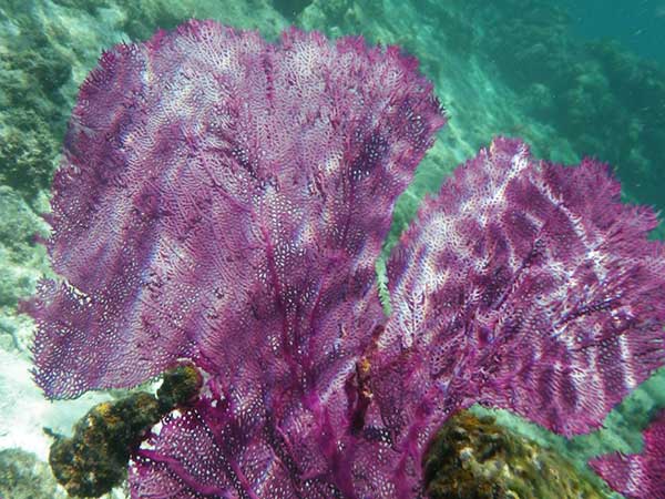 ventalina sea fan