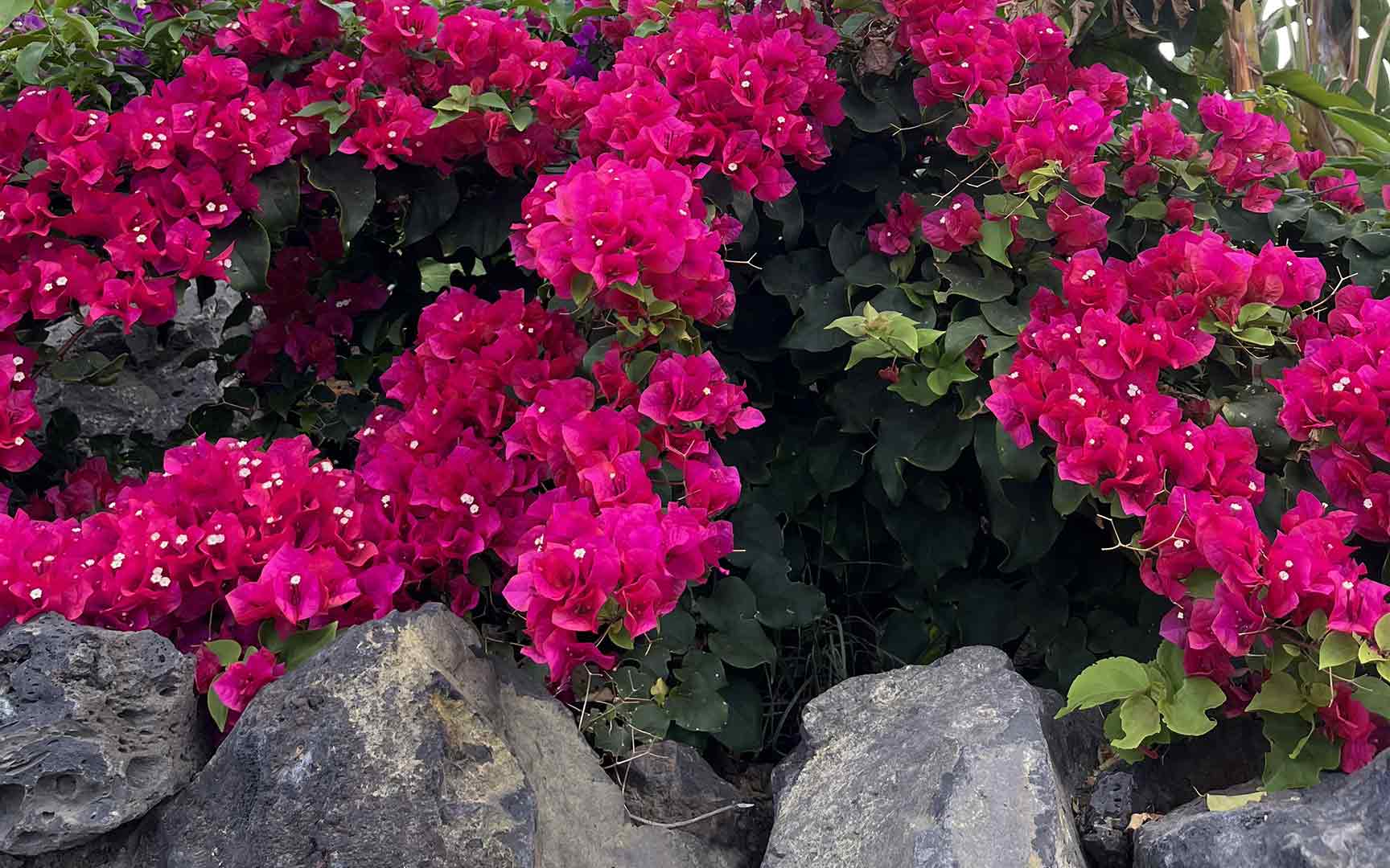 beautiful maui flowers