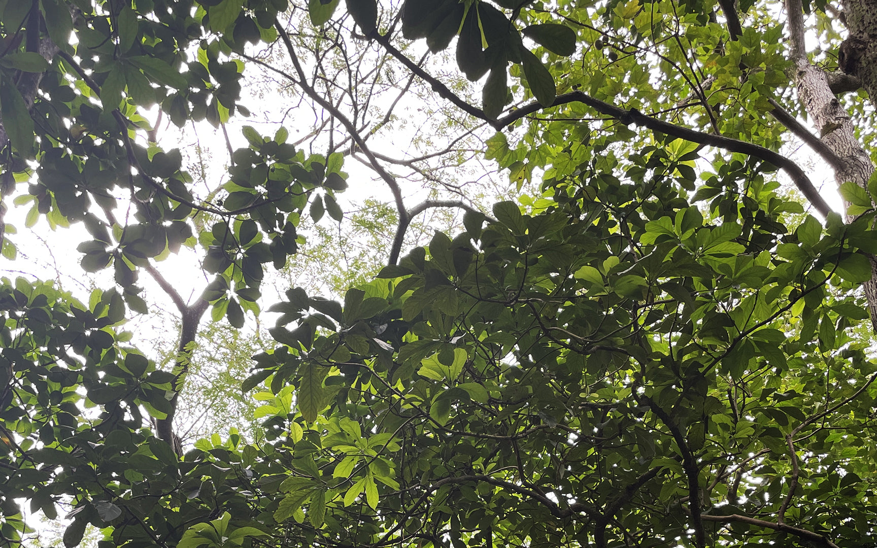 maui tree canopy