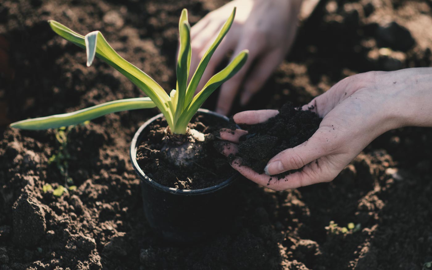 midsummer gardening 