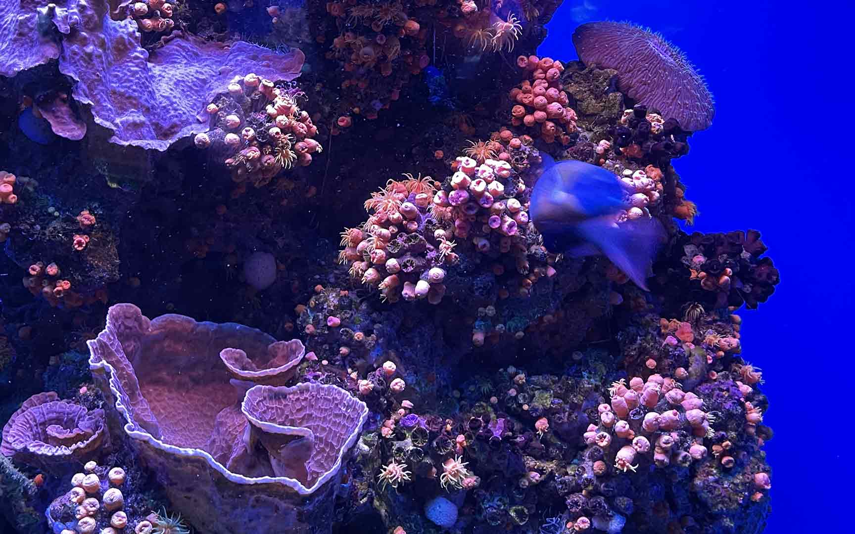 maui coral reef