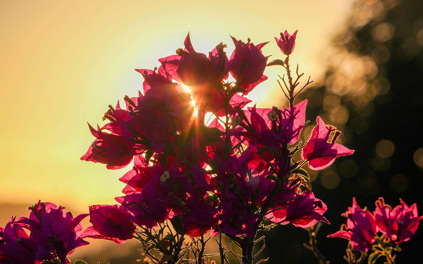 summer solstice sunbeam on flowers