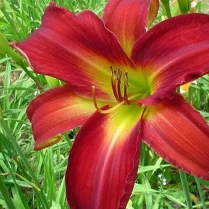 1 Daylily Breathless Beauty Live Perennial Bulb Bare Root Plant Hemerocallis Bulbs Plant - Seeds Plant World