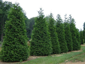 Arborvitaethuja Plicata Live Plant Green Giant 2.5" Pot - Seeds Plant World