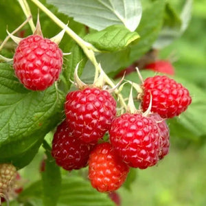 1 - 12 Heritage Raspberry Potted Plants - Ever Bearing - Dark Red Berries Fruit Plants - Seeds Plant World
