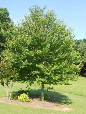 Red Maple Native Red Maple Live Plant 2.5" Pot - Seeds Plant World