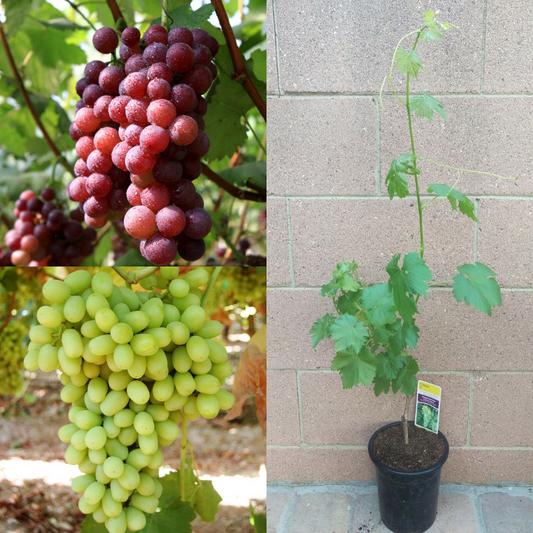 Flame Seedless Grape Vine