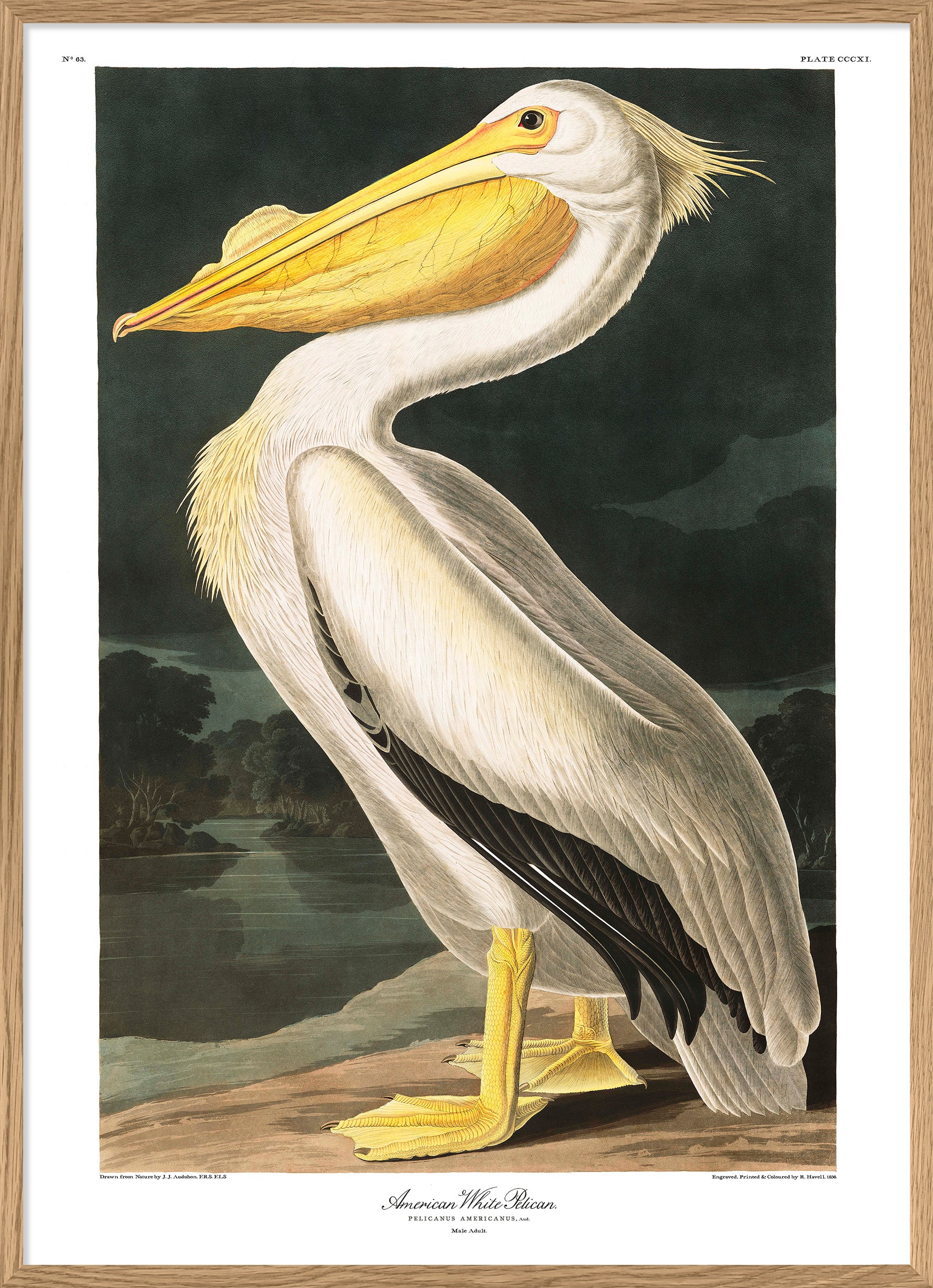 American White Pelican Print mainandmerseyhomestore.ca