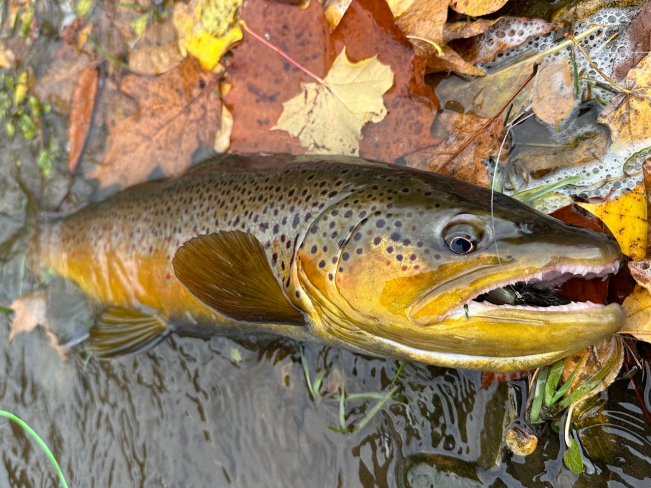 Brown trout in the water with its head poking out laying on a bed of fall leaves.