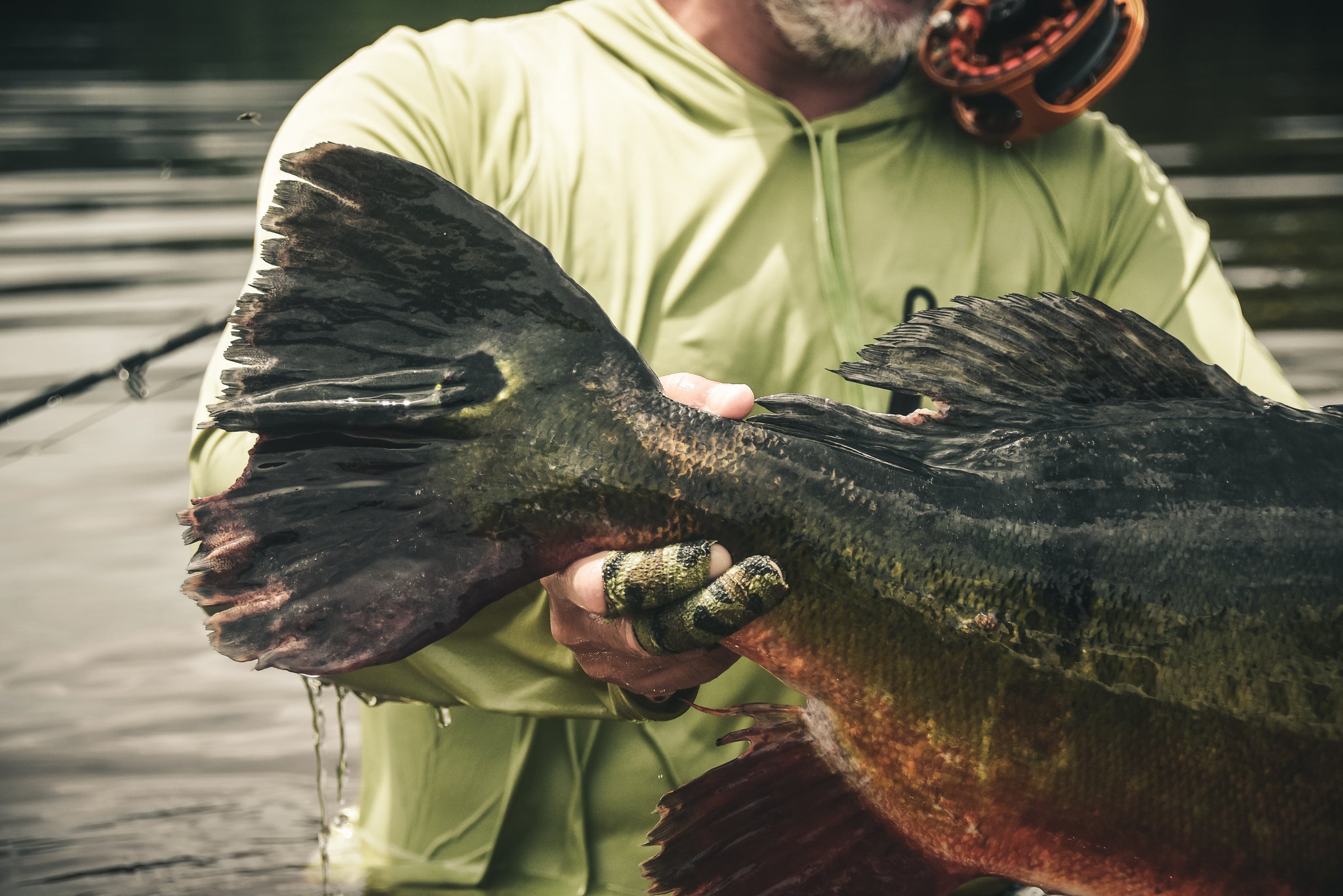 Likely IGFA All-Tackle World Record Vermilion Snapper Is About to get Eaten