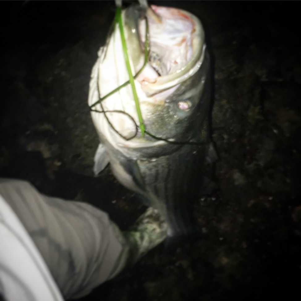 Using Two handed Rods For Striped Bass: By Daniel Wells – Thomas