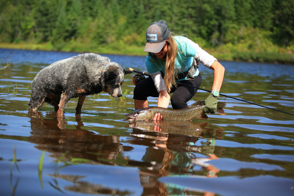 Female fly fishing angler kneeling in the water holding a northern pike with two hands while a cattle dog stands in the water next to her looking at the fish.