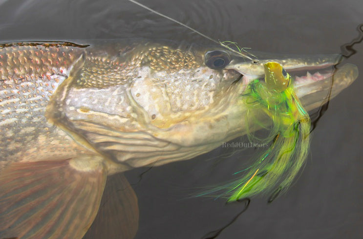 Northern pike with yellow and green fly in it's mouth laying on the top of the water.