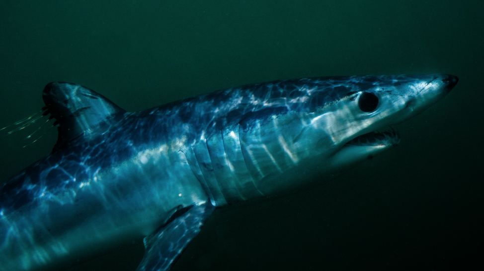 Blog - Mako Sharks on the Fly