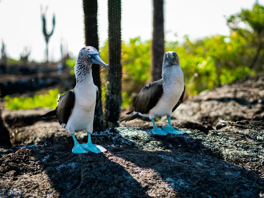 Blue-footed Booby