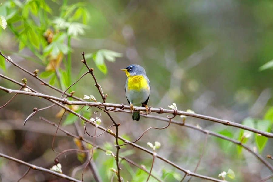 Northern Parula