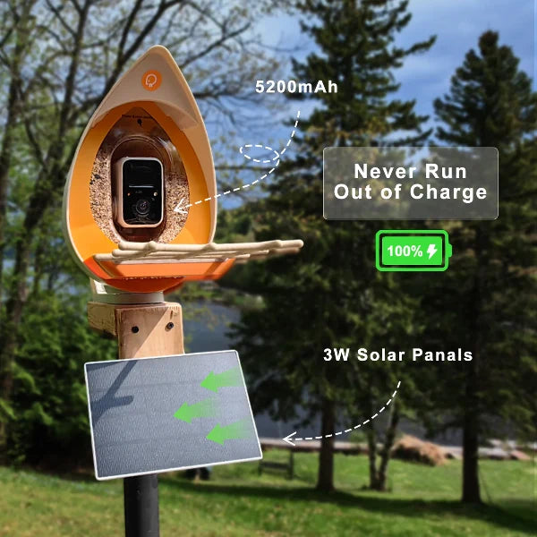 PeckPerk Smart Bird Feeder with Solar Panel