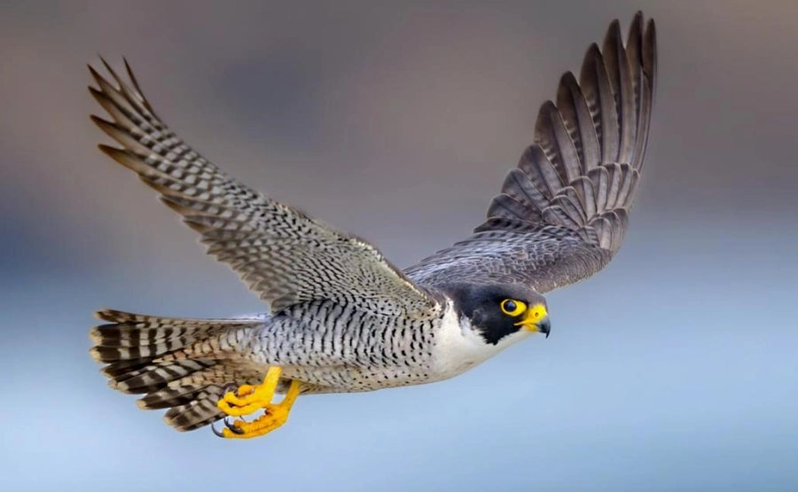 Peregrine Falcon
