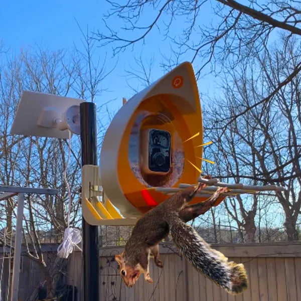 PeckPerk Squirrel-Proof Smart Bird Feeder with Solar Panel