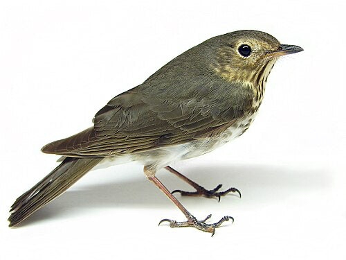 Swainson's-thrush