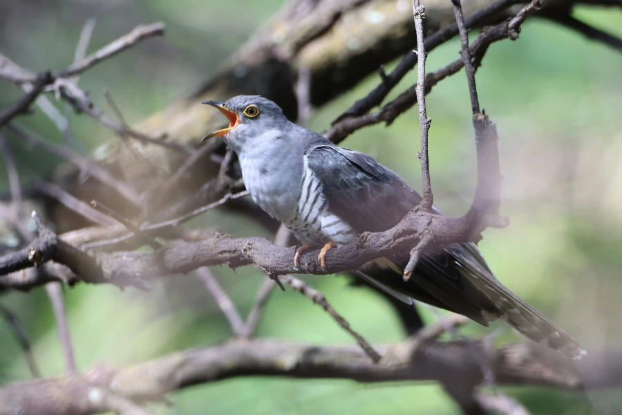 A small bird perched on a tree branch, calling out with its beak open