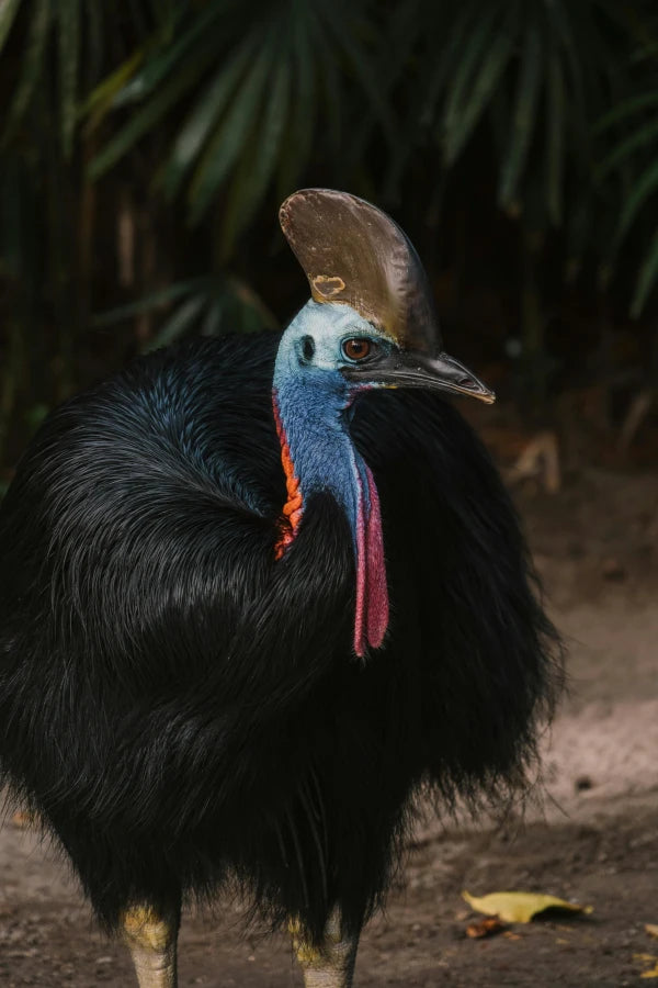 Close-up photo of a cassowary by Mikhail Nilov, sourced from Pexels, showcasing the bird's striking features.