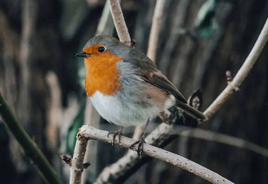 European robin bird with bright orange chest perched on a branch in a natural setting