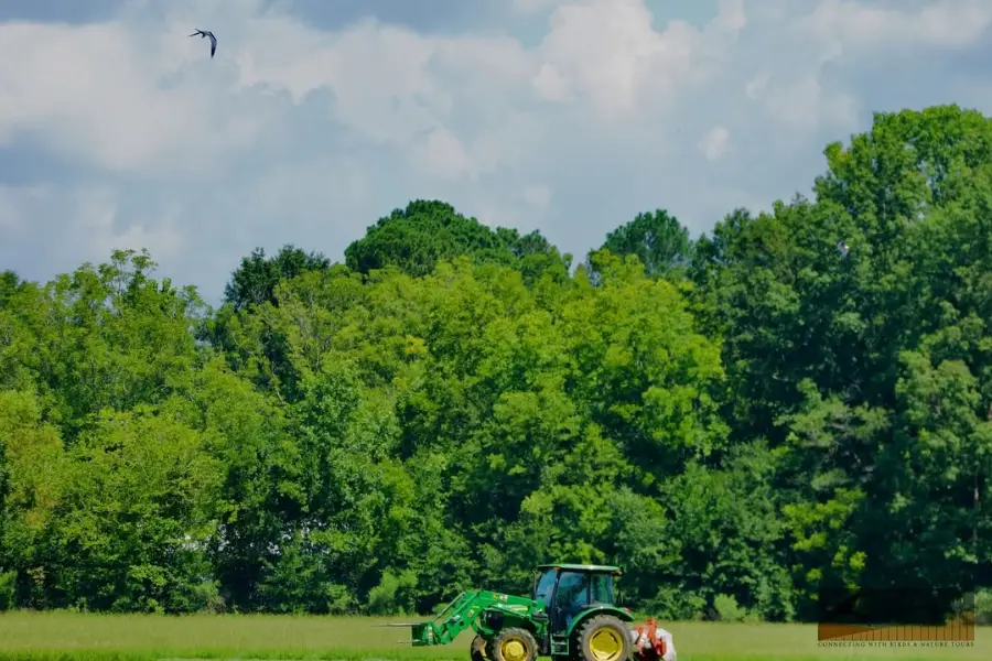 A green tractor working in a rural field with a lush forest in the background under a partly cloudy sky.