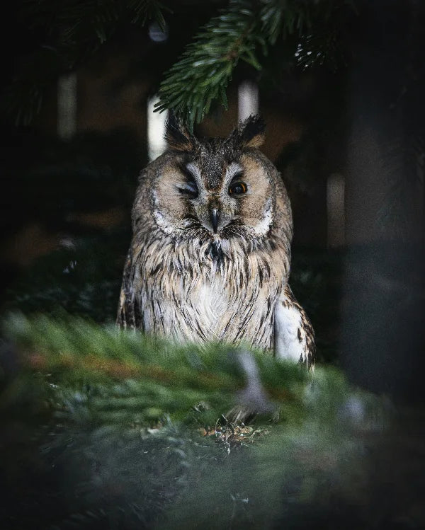 A long-eared owl perched among pine branches, with its distinctive tufted ears and piercing eyes, set against a dark, forested background.