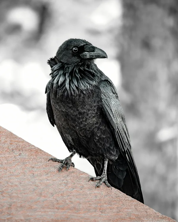 A close-up of a raven perched on a ledge, showcasing its glossy black feathers and sharp beak, set against a blurred natural background.