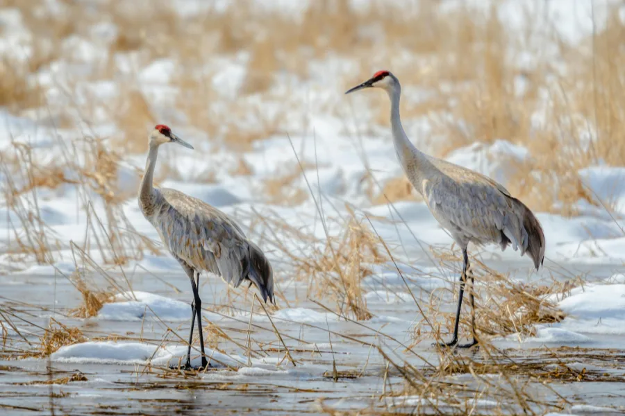 Sandhill crane birds standing on a brown grass field, highlighting their tall slender bodies and natural habitat