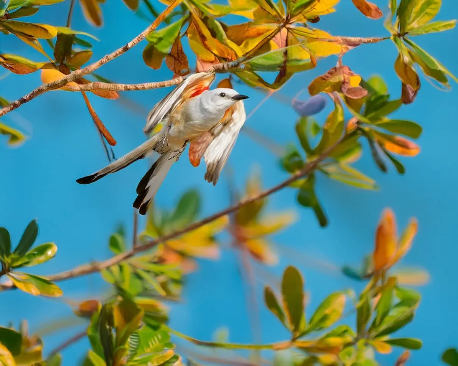 scissor-tailed flycatcher