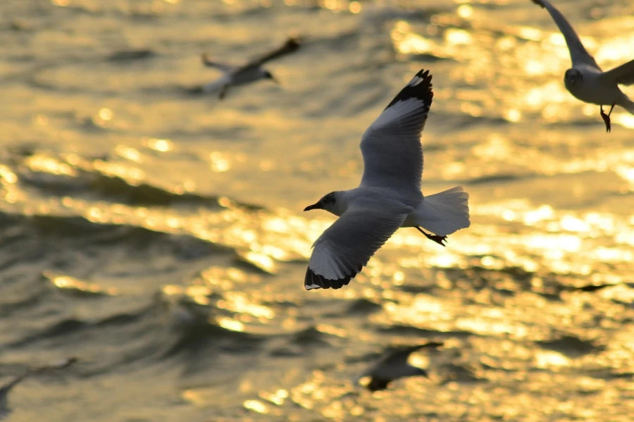 A seabird flying gracefully under a calm sky after a heavy storm, symbolizing resilience and recovery in nature.