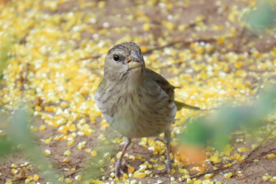 A small bird standing on the ground surrounded by scattered corn kernels.