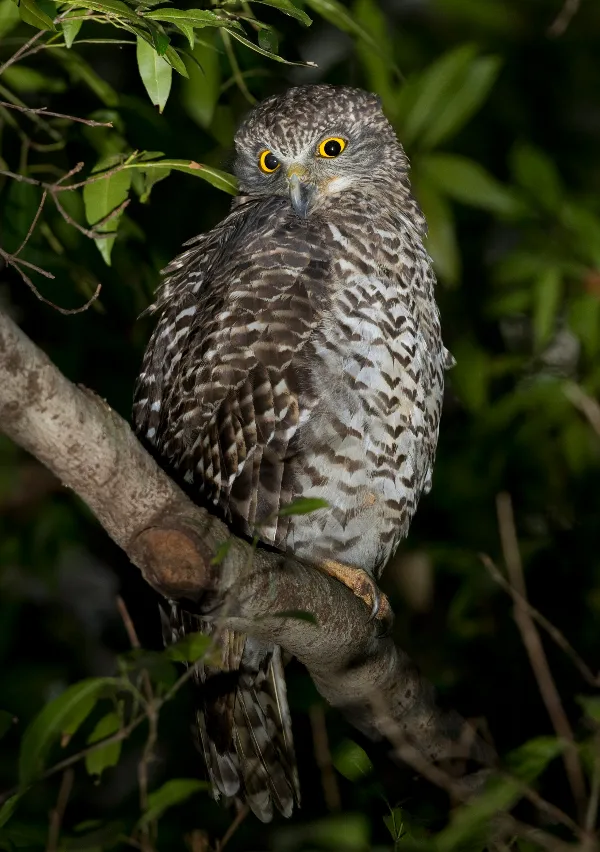 Southern Boobook perched on a tree branch in a forest, showcasing its distinctive brown and white mottled feathers and bright yellow eyes.