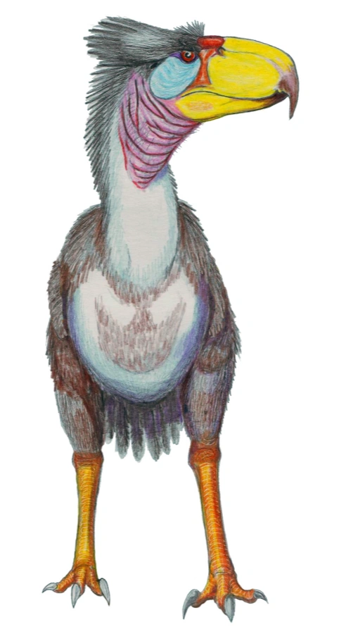 Titanis walleri terror bird illustration with colorful beak and strong legs