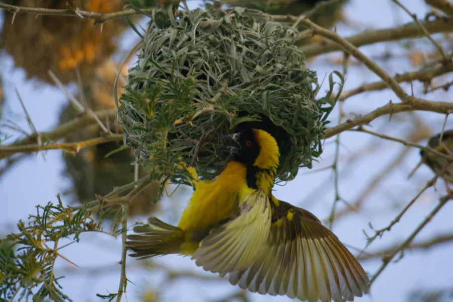 Weaver bird building a grass nest on tree, displaying bright yellow and black feathers