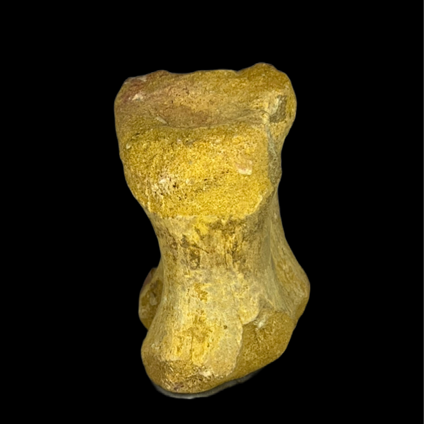 Spinosaurus Vertebrae 04