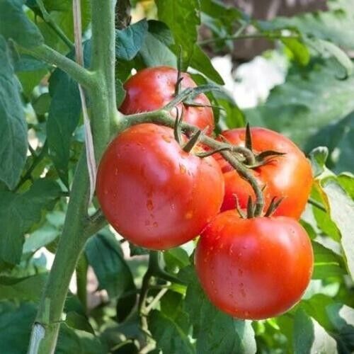 Floradade Tomato Seeds