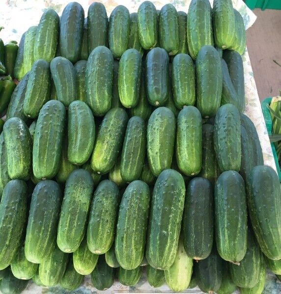 Wisconsin Pickling SMR Cucumber Seeds.